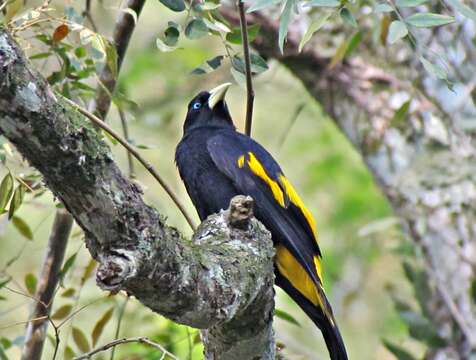 Image of Yellow-rumped Cacique