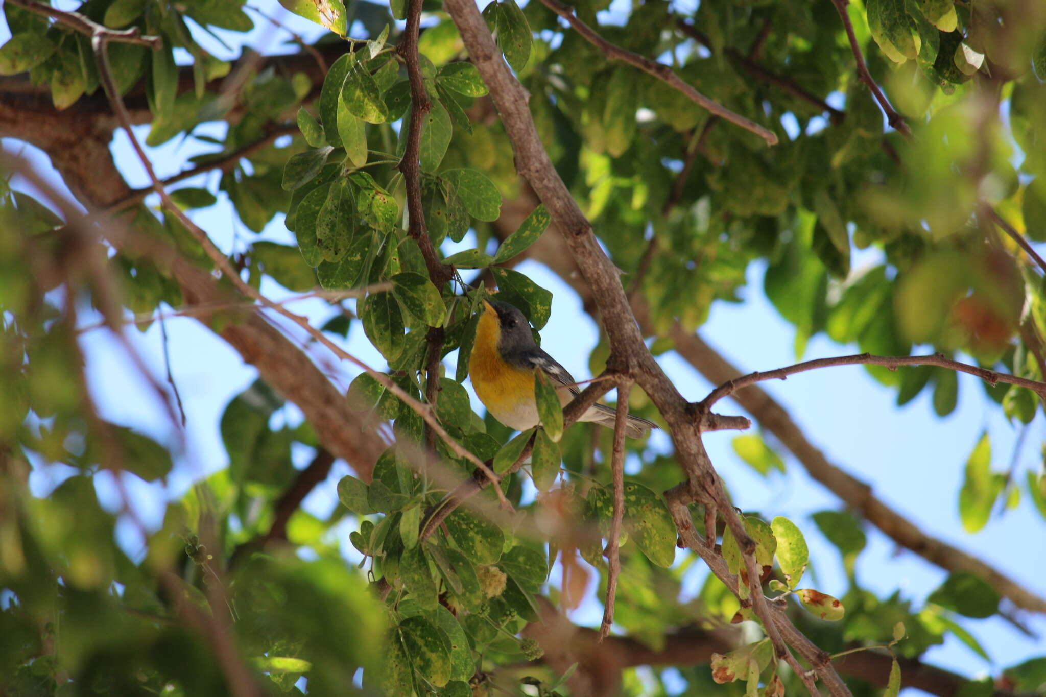 Image de Setophaga pitiayumi insularis (Lawrence 1871)