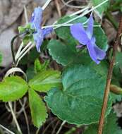 Image of common blue violet