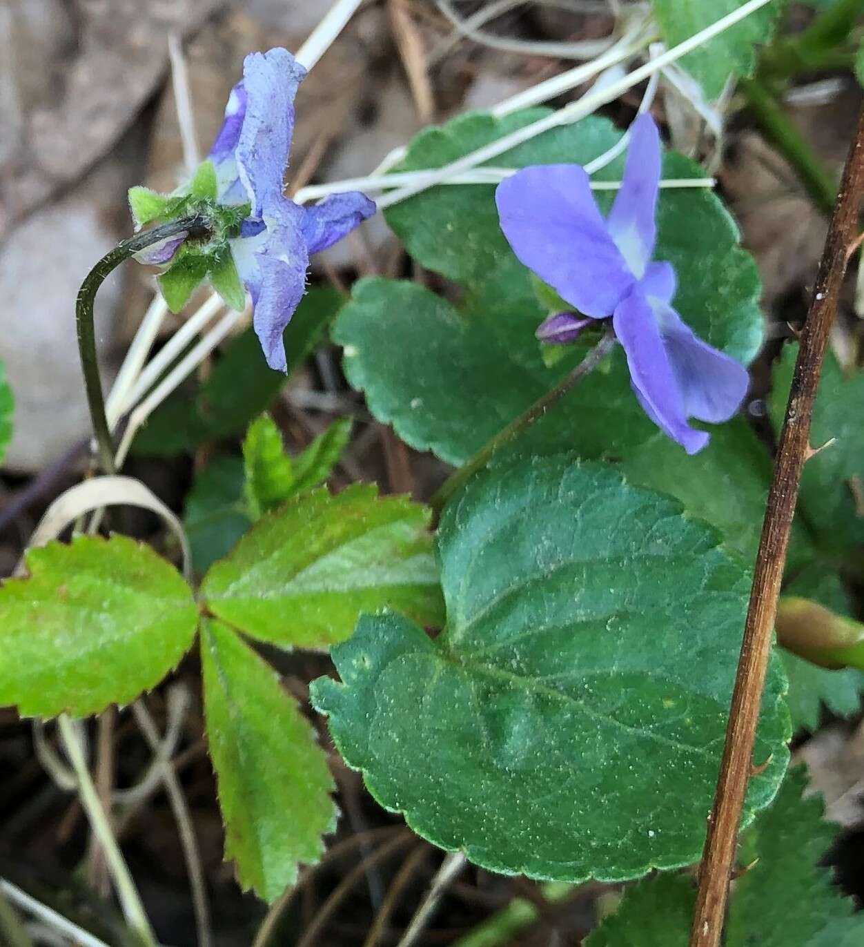 Image of common blue violet