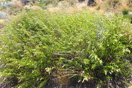 Image of Mentha longifolia subsp. capensis (Thunb.) Briq.