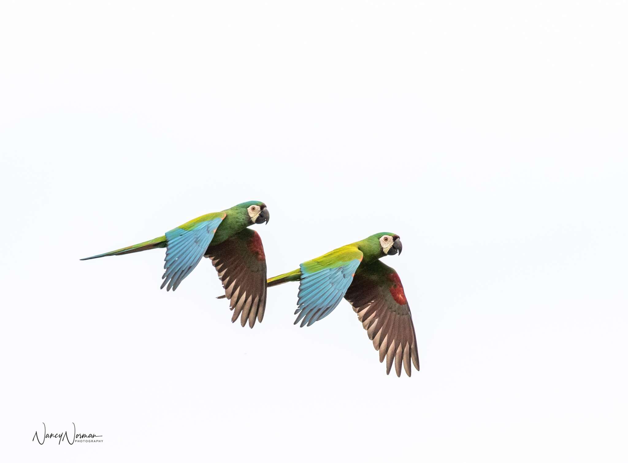 Image of Chestnut-fronted Macaw