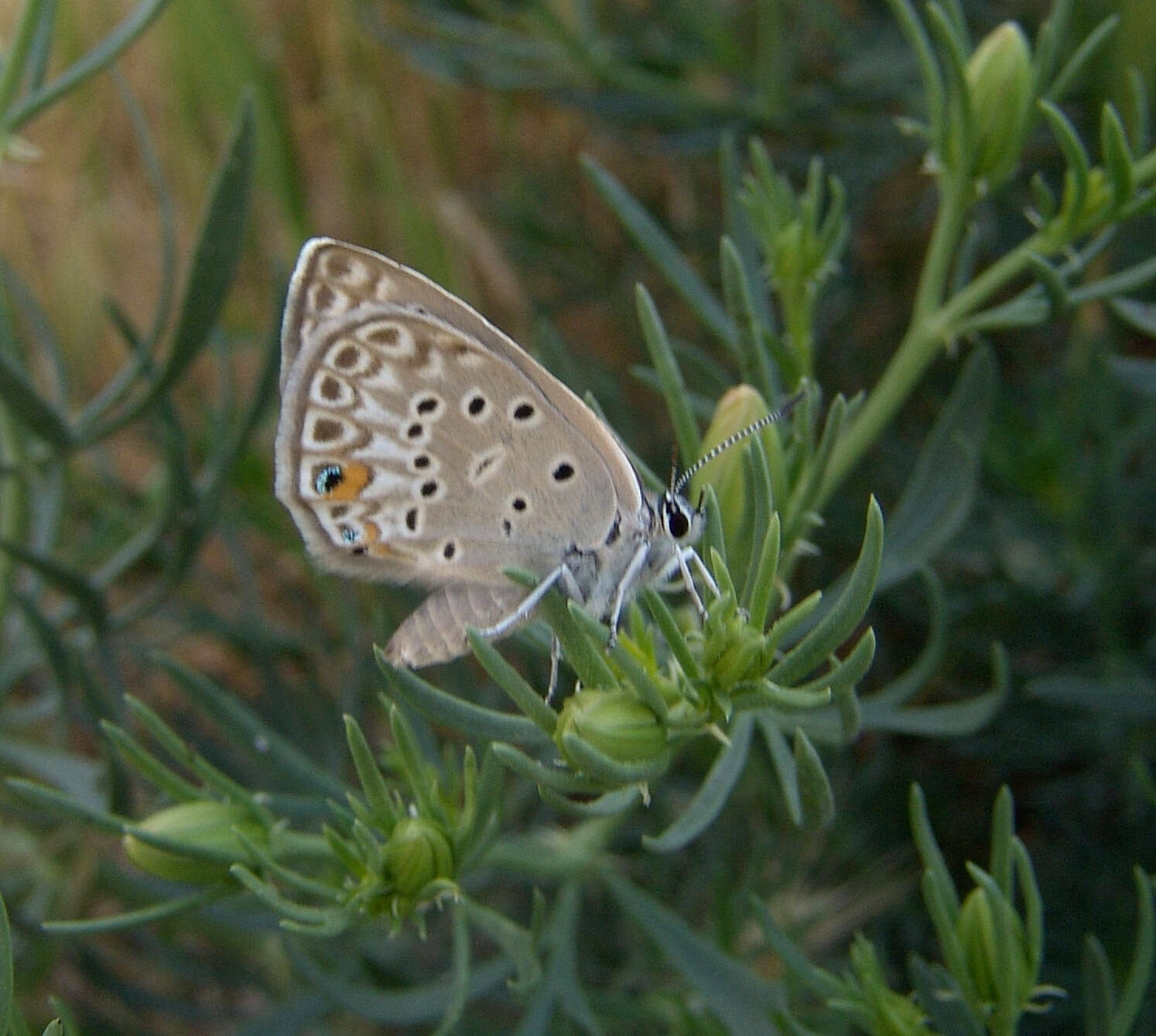 Image of Plebejidea loewi