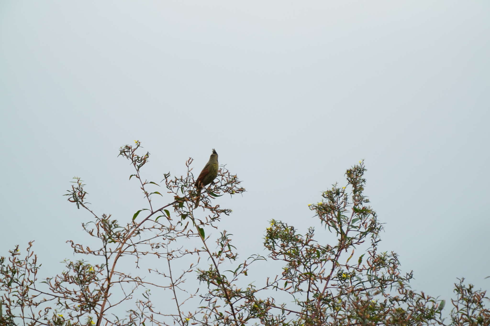 Plancia ëd Emberiza lathami Gray & JE 1831