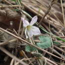 Plancia ëd Viola tenuicornis subsp. tenuicornis