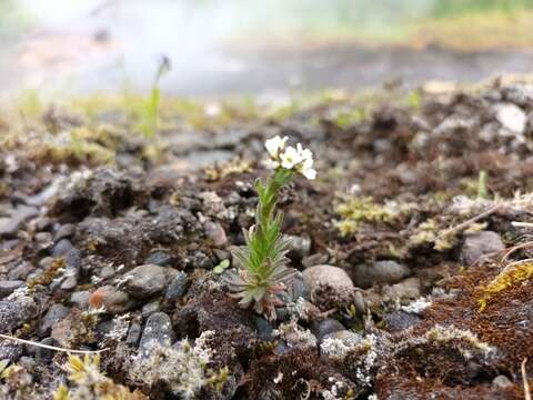 Image of twisted draba