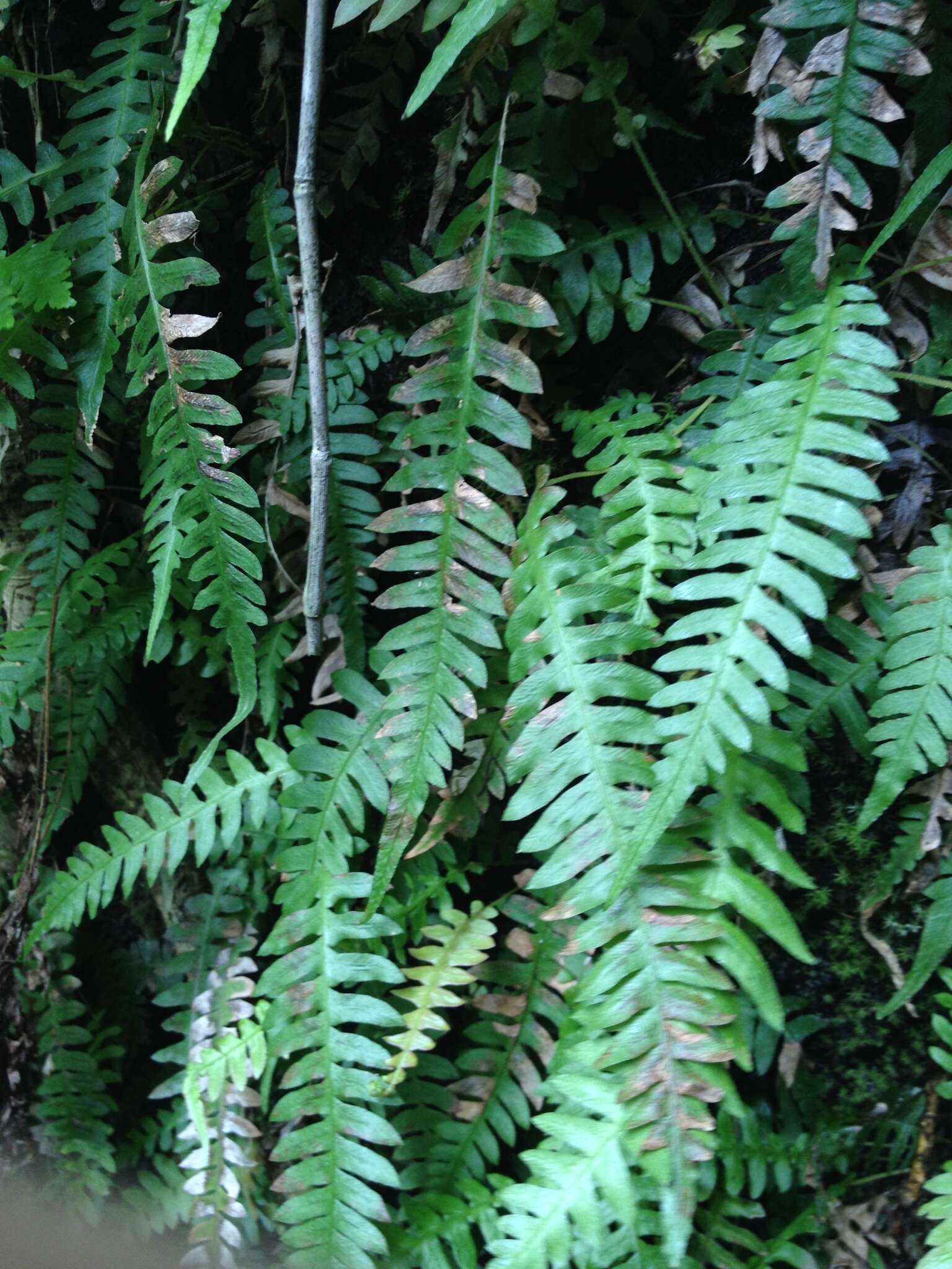 Image of Narrow-Leaf Mid-Sorus Fern