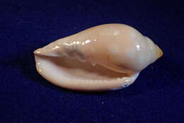 Image of Marginella sebastiani Marche-Marchad & Rosso 1979