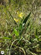 Imagem de Canna glauca L.