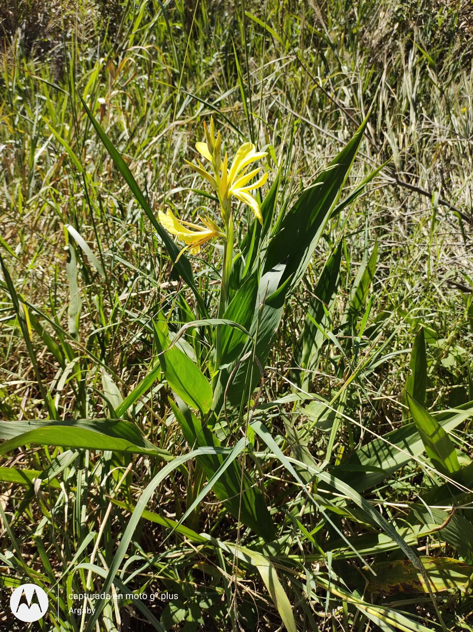 Imagem de Canna glauca L.