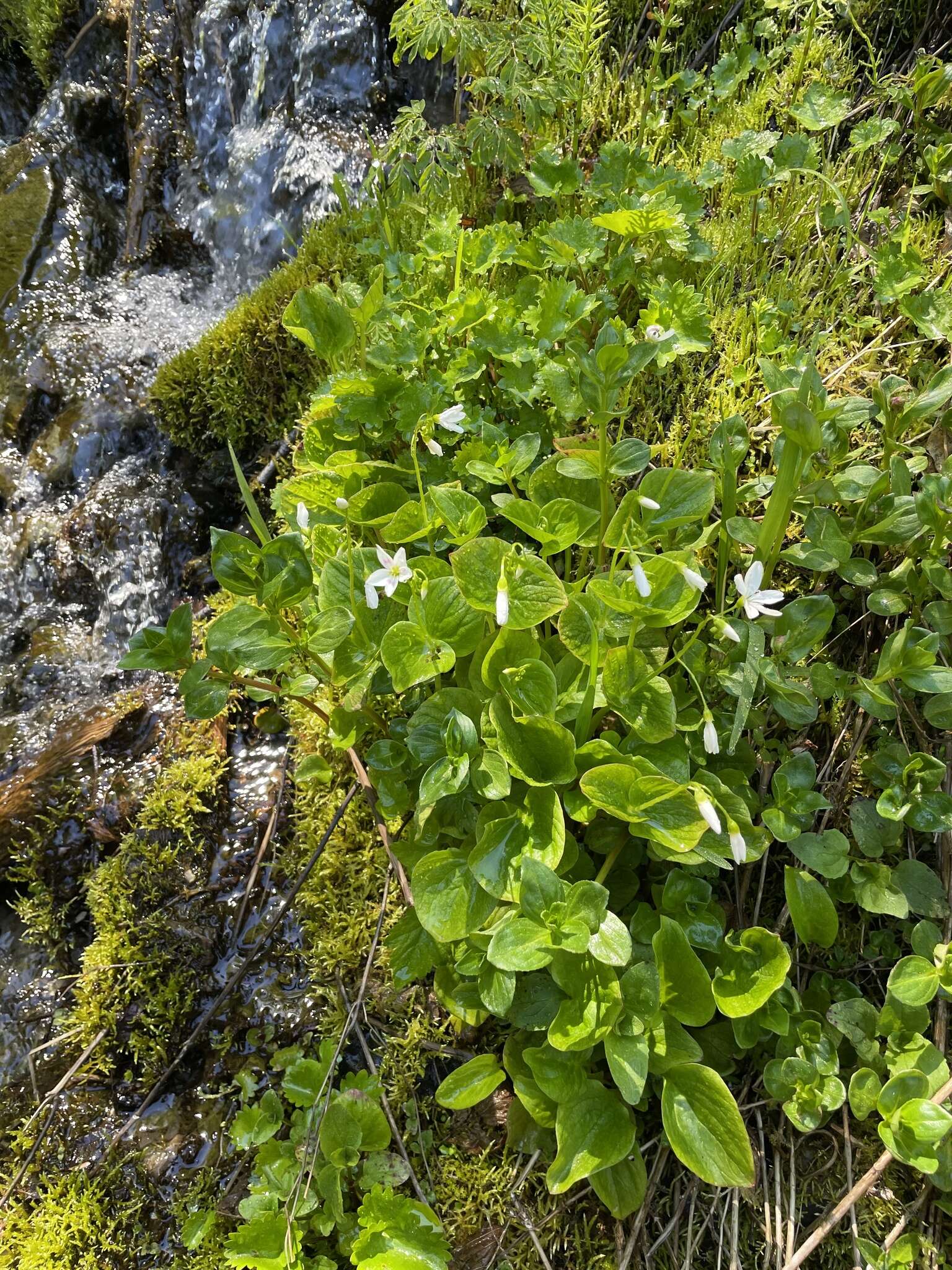 Claytonia cordifolia S. Wats. resmi