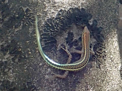 Image of Blue-tailed Skink