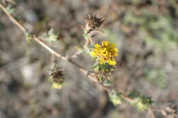 Image of Parry's False Tarplant