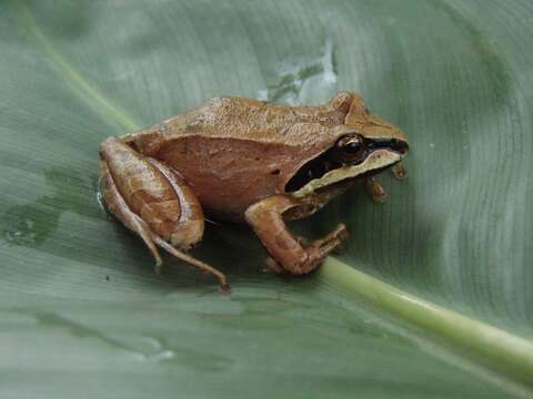 Image of Yunganastes Padial, Castroviejo-Fisher, Köhler, Domic & De la Riva 2007