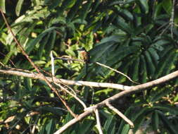 Image of Purplish Jacamar