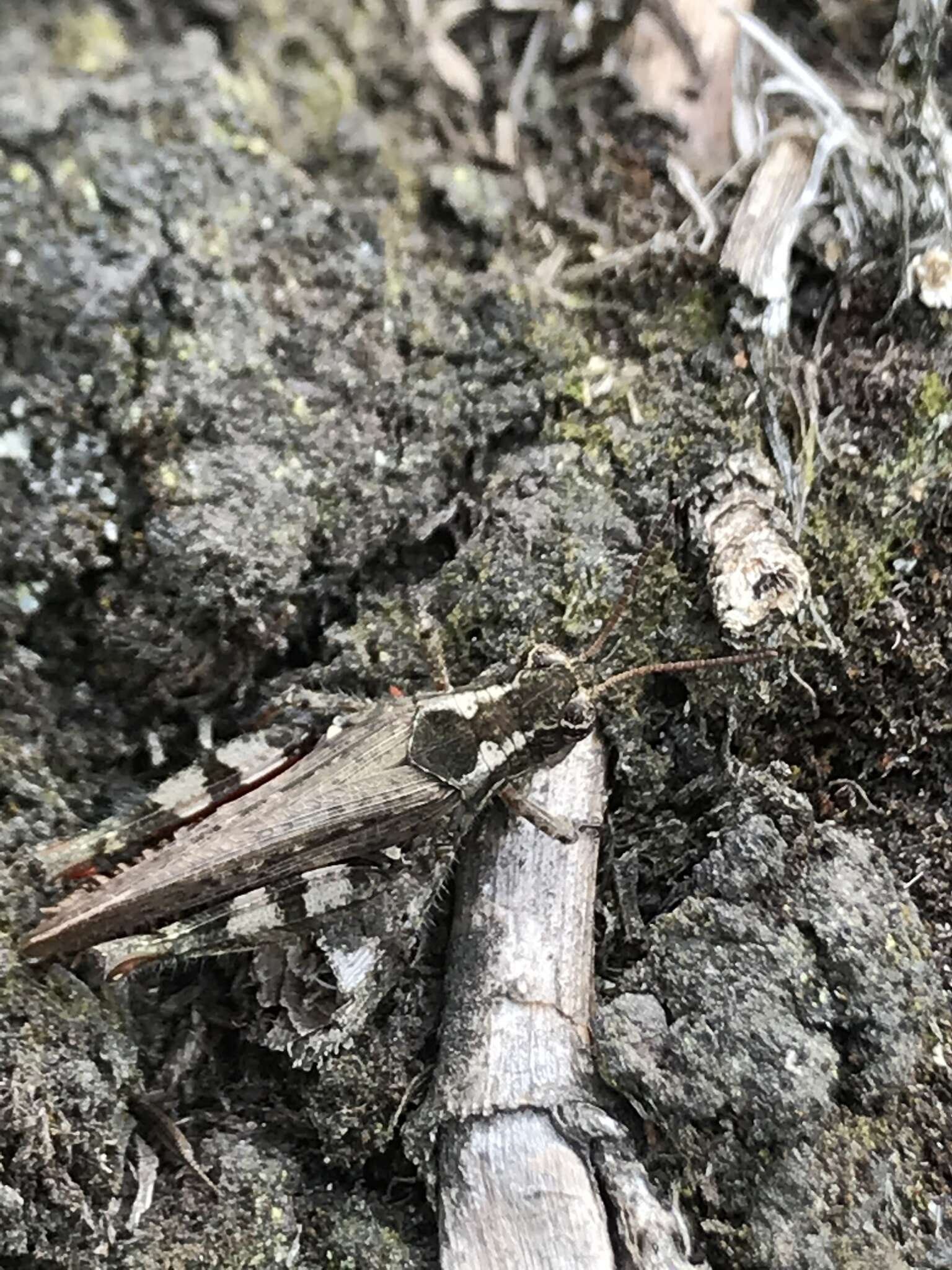 Baeacris bogotensis (Carbonell & Ronderos 1973)的圖片