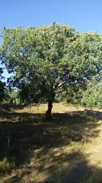 Image of aleppo oak