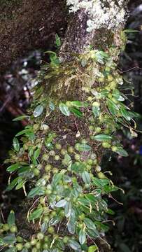 Image of Bulbophyllum conchidioides Ridl.