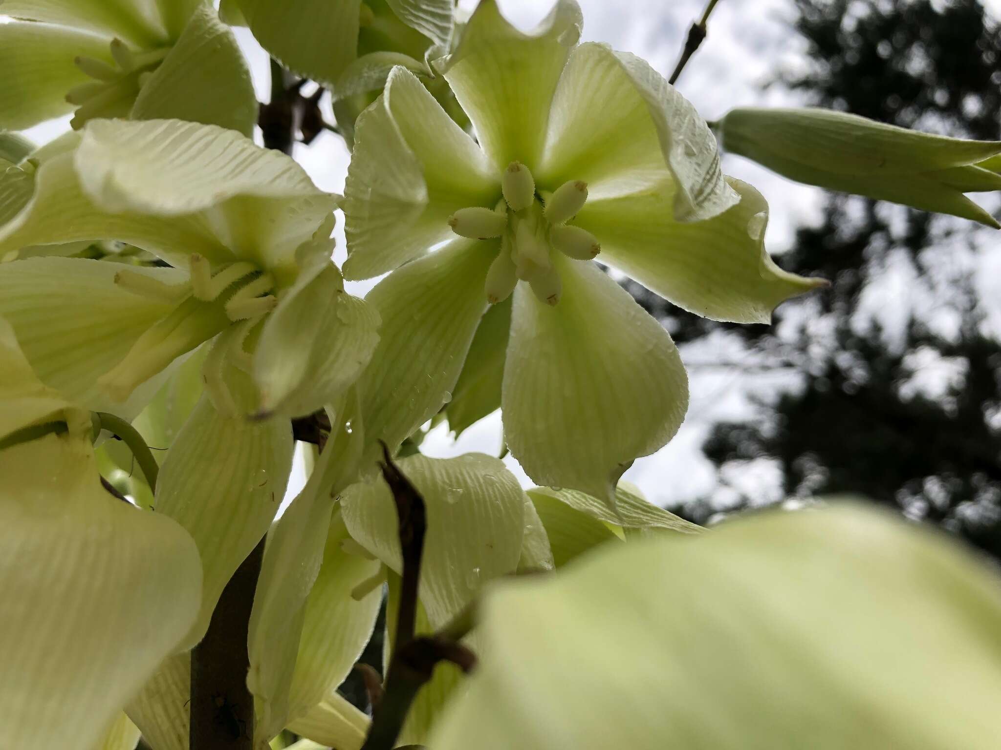 Image of San Angelo yucca