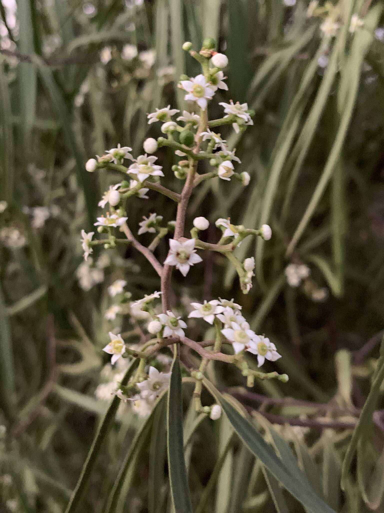 Image of Geijera parviflora Lindl.