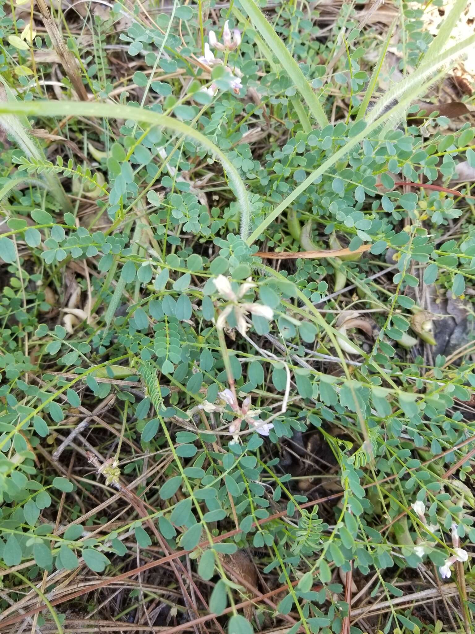 Sivun Astragalus obcordatus Ell. kuva