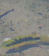 Image of <i>Amphilophus istlanus</i>