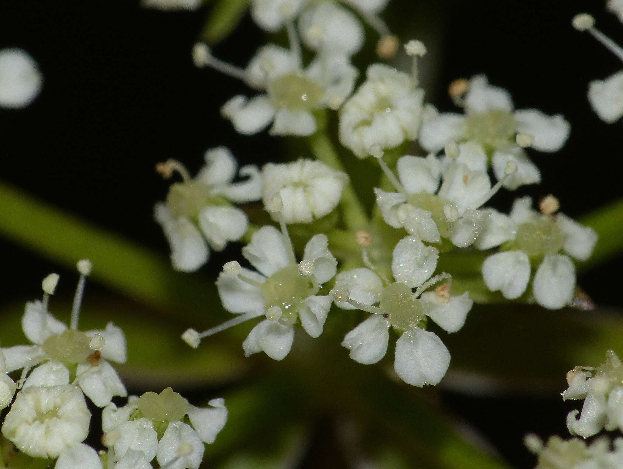 Imagem de Berula erecta subsp. thunbergii (DC.) B. L. Burtt