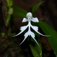 Image of Doll orchid