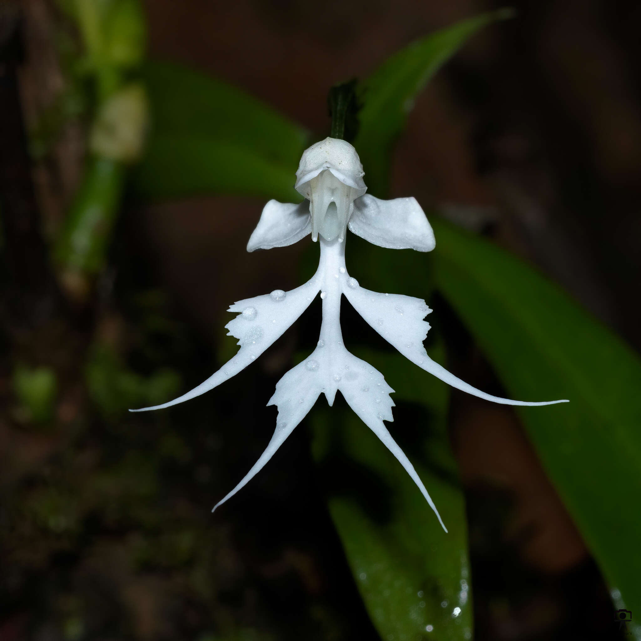 Image of Doll orchid