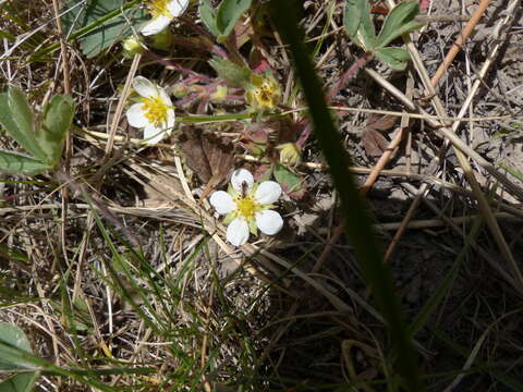 Image of Virginia strawberry