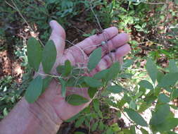 Image of Hairy-Twig Huckleberry