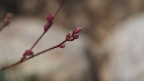 Imagem de Boerhavia triquetra S. Wats.