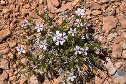 Image of musky phlox