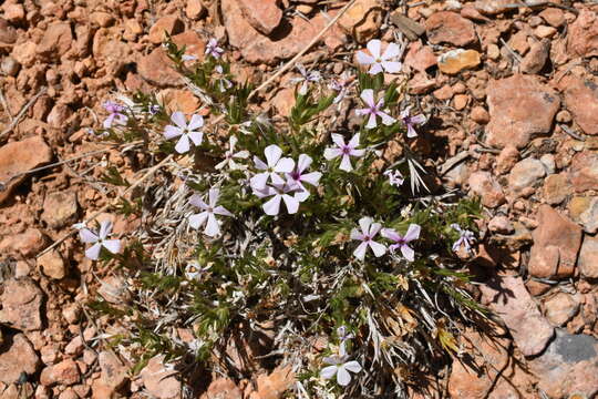 Imagem de Phlox gladiformis (M. E. Jones) E. Nelson