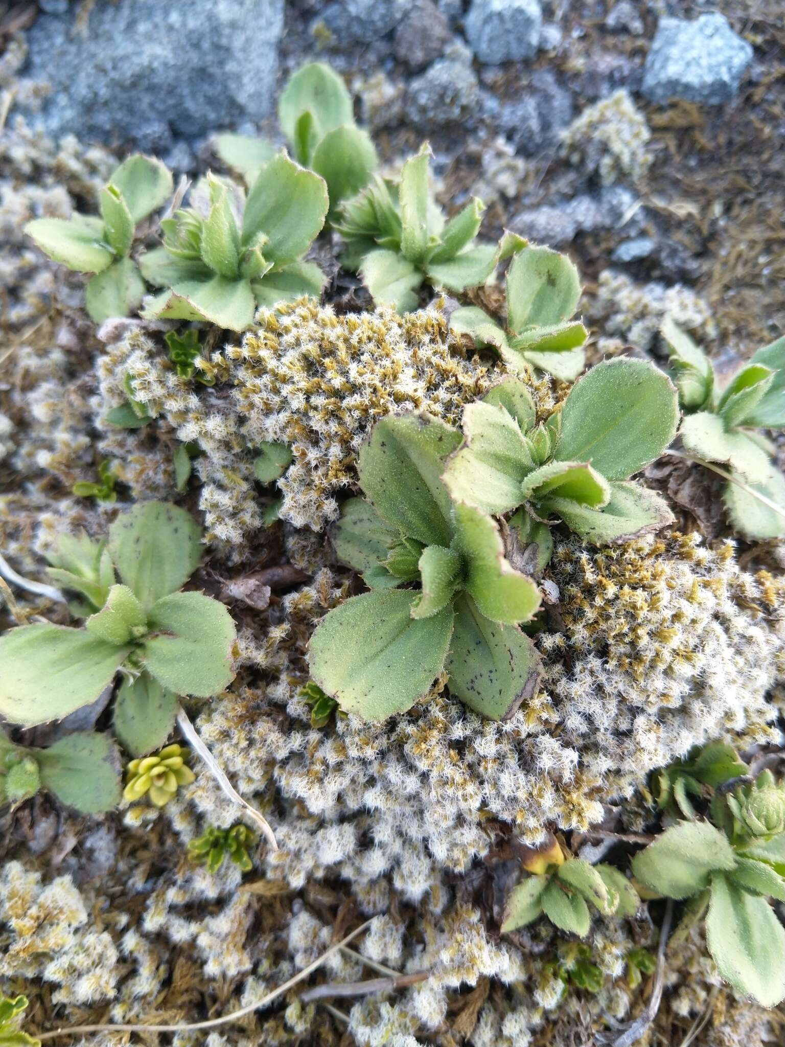 Plancia ëd Celmisia glandulosa var. latifolia Cockayne