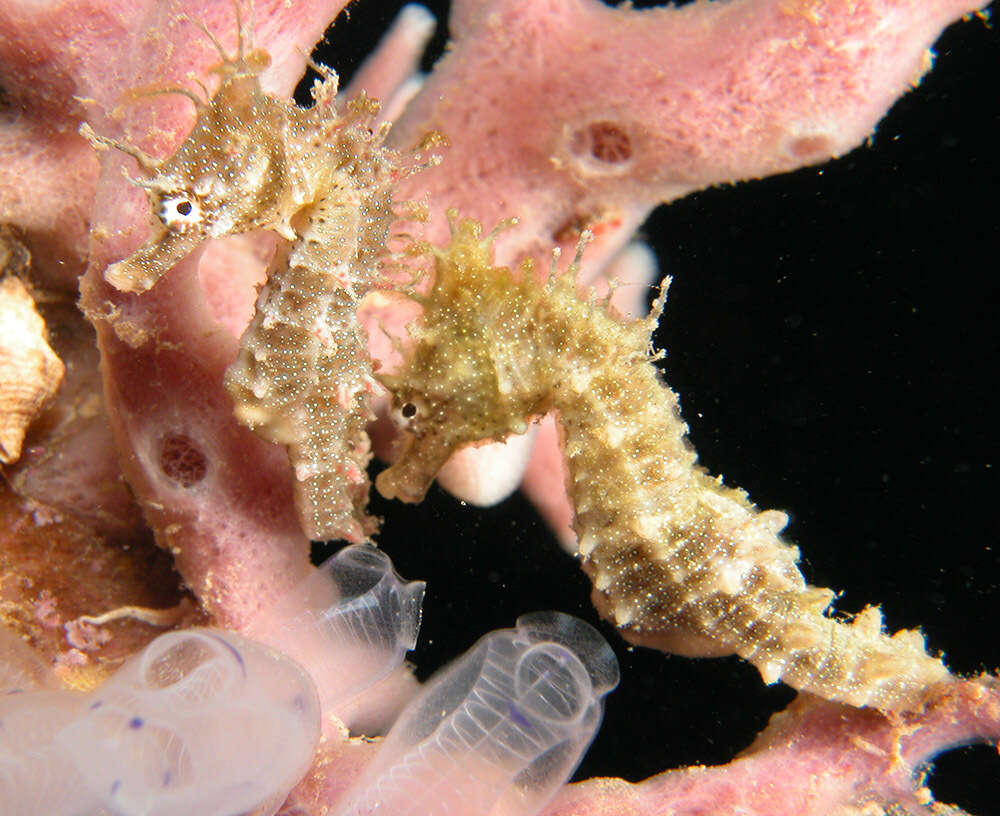 Image of Knobby Seahorse