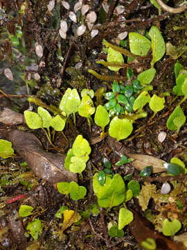 Plancia ëd Elaphoglossum andreanum Christ