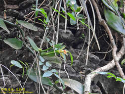 Image of Vanilla somae Hayata