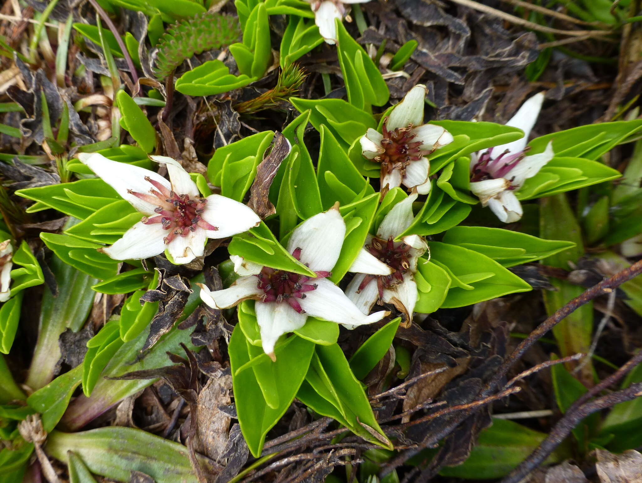 Caltha introloba F. Müll. resmi