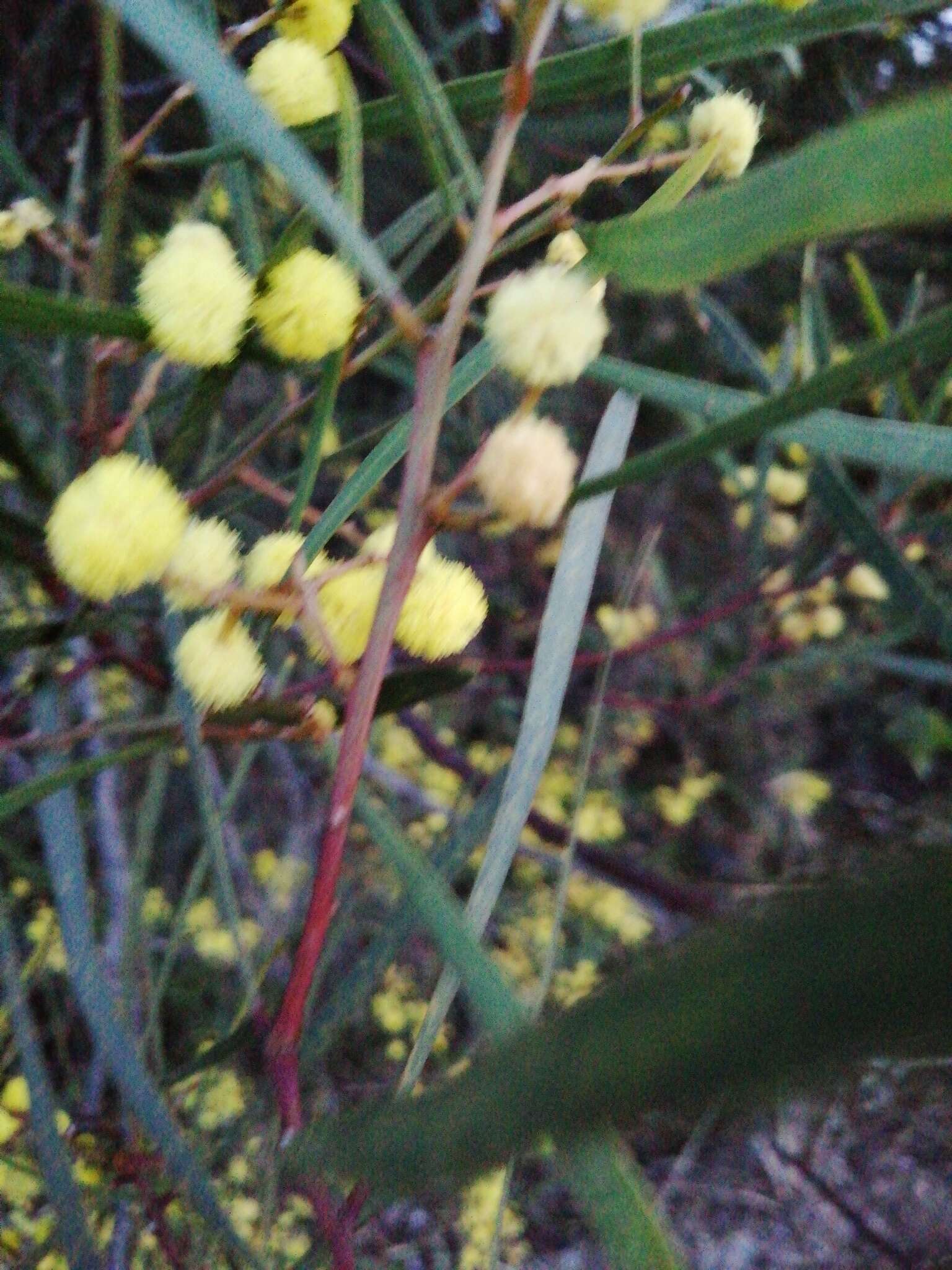 Acacia provincialis A. Camus的圖片