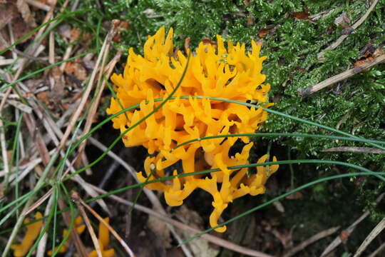 Image of Calocera viscosa (Pers.) Fr. 1821