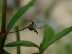 صورة Oldenlandia lancifolia (Schumach.) DC.