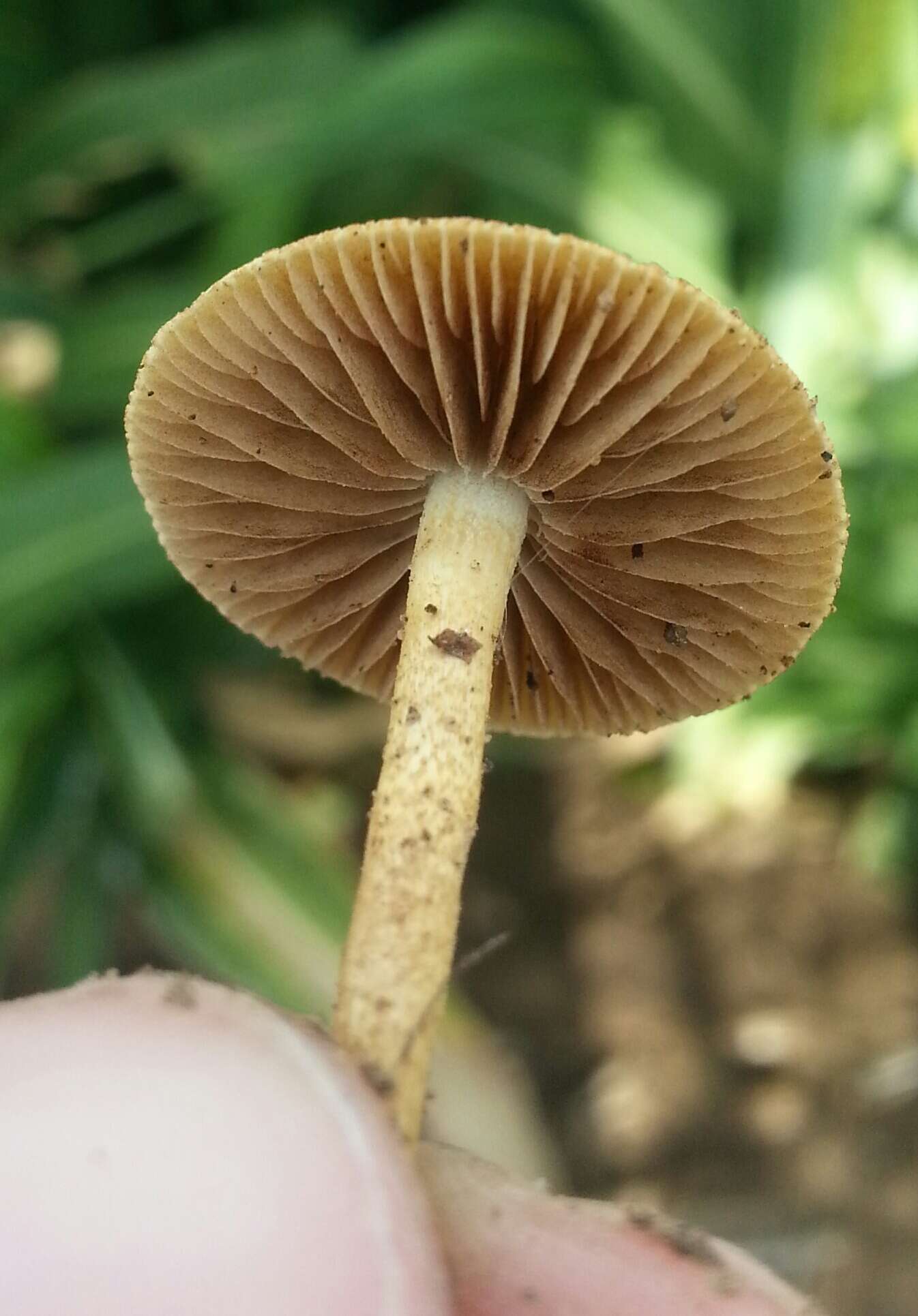 Image of Agrocybe pediades (Fr.) Fayod 1889