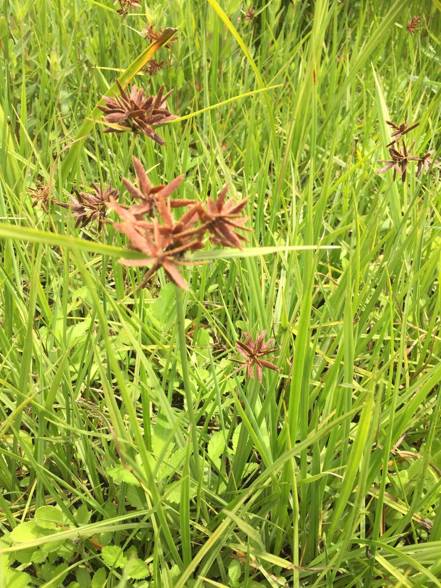 Cyperus nitidus Lam.的圖片