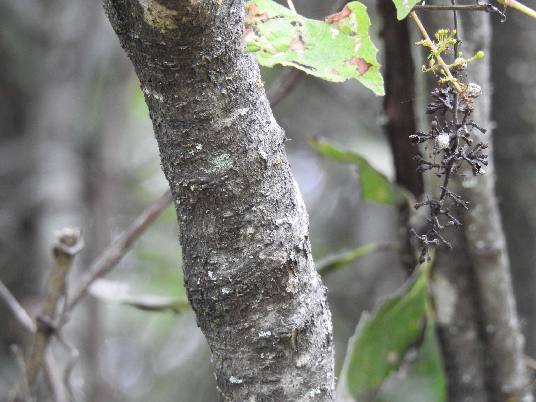 Image of eggleaf silktassel