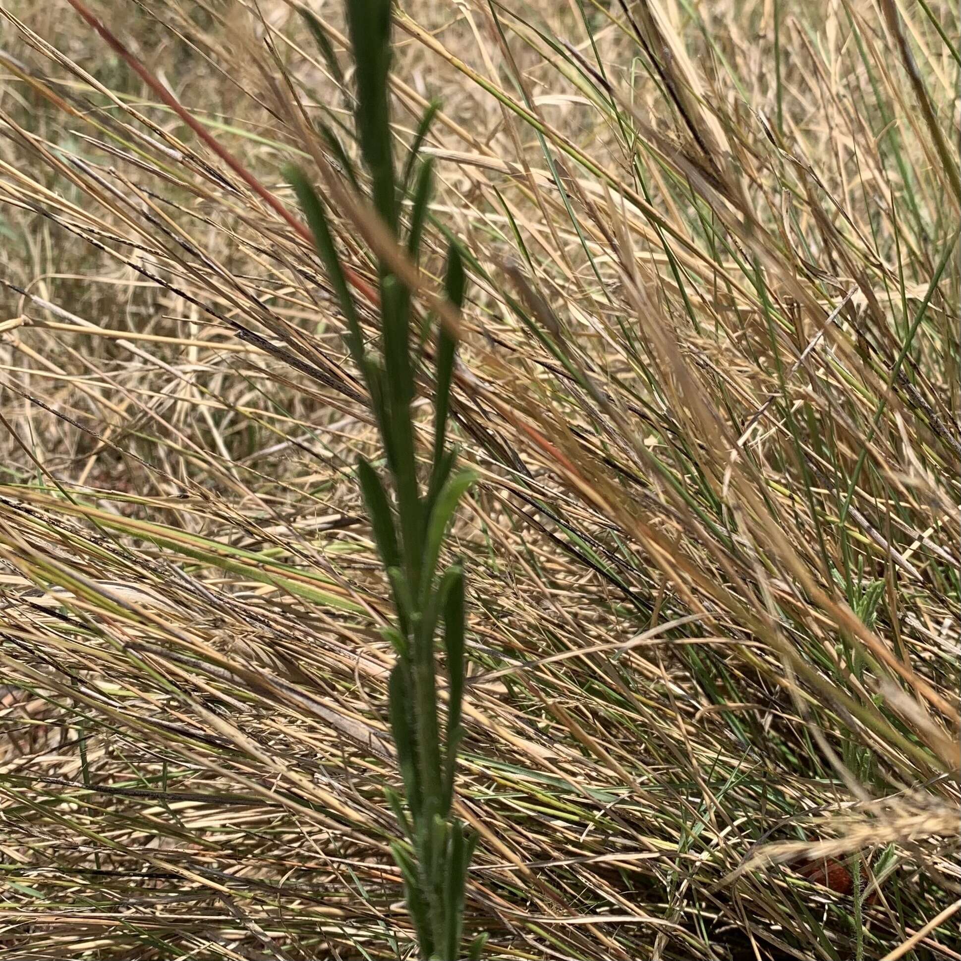 Nidorella resedifolia DC.的圖片