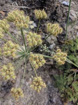 Image of Astrodaucus littoralis (Bieb.) Drude