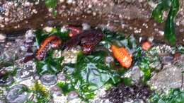 Image of Orange Sea Cucumber
