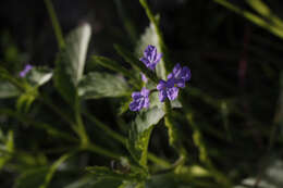 Sivun Verbena neomexicana (A. Gray) Briq. kuva