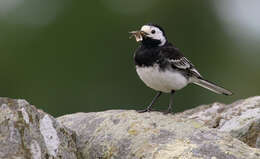 Image of Motacilla alba yarrellii Gould 1837